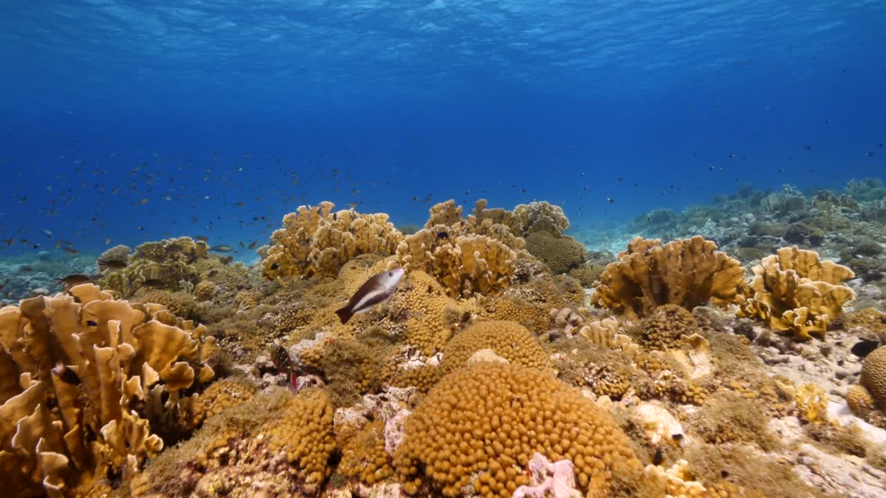 Stile FPV: Paesaggio marino con vari pesci, coralli e spugne nella barriera corallina del Mar dei Caraibi, Curaçao