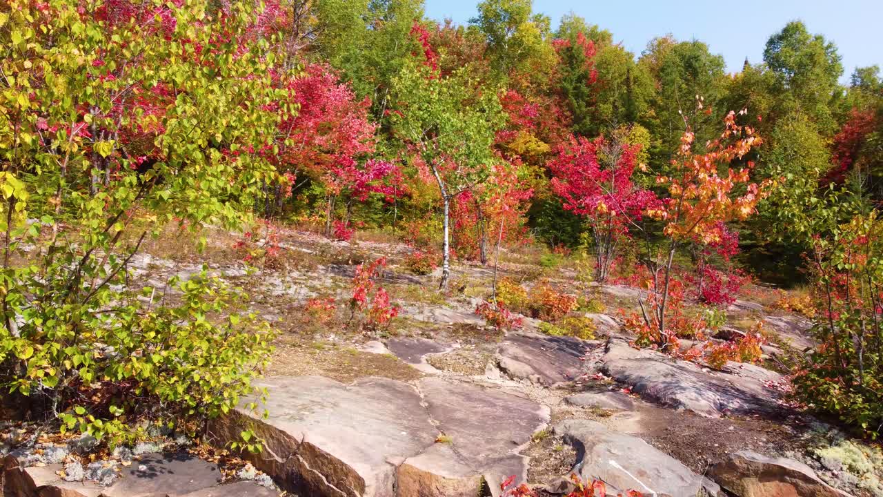 ⁇ 은 날 에 노란색 과 오렌지색 잎자루 를 가진 화려 한 가을 숲 의 공중 풍경