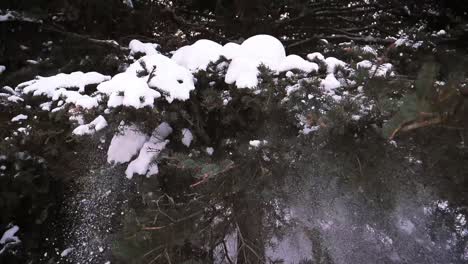 Someone-covered-in-winter-clothes,-playing-and-shaking-the-snow-covered-trees-of-Saguenay,-Chicoutimi,-Quebec,-Canada