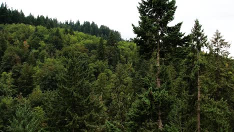 Aerial-drone-footage-of-mountainous-Oregon-forest-treetops