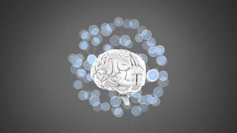 human brain with labels