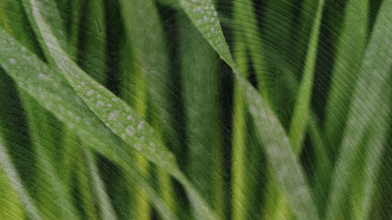 Green grass with water droplets creating fresh, natural animation texture