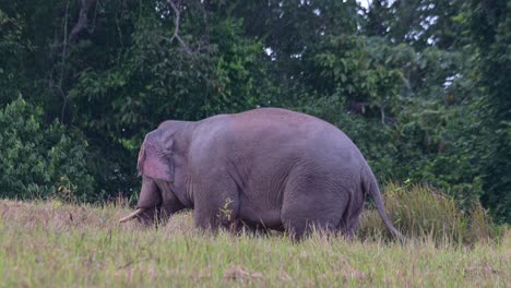facing left then moves around facing the forest then turns around moving towards the left, indian elephant elephas maximus indicus, thailand