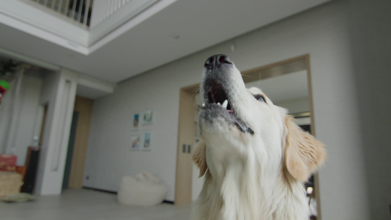 golden retriever en un hogar moderno