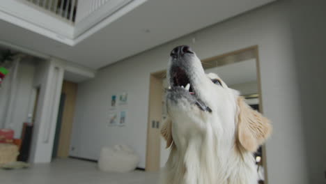 golden retriever in a modern home