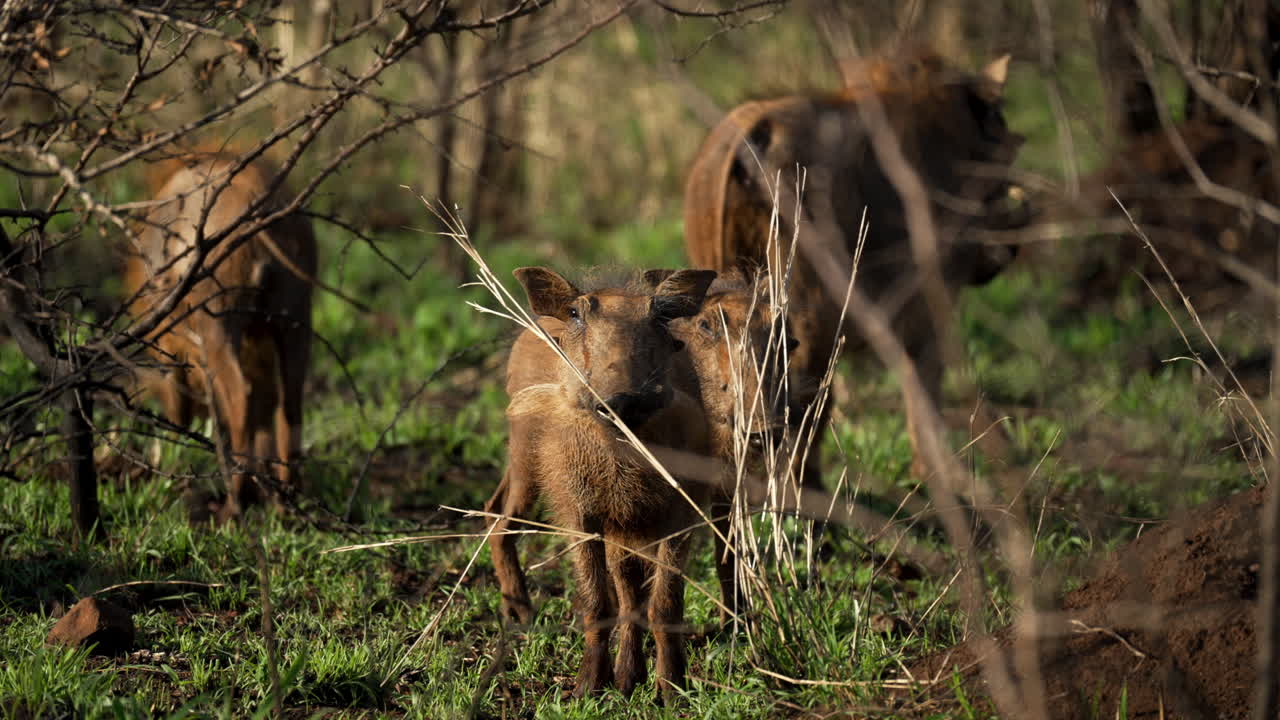 A wide shot of a sounder of warthogs grazing in newly spring green grass