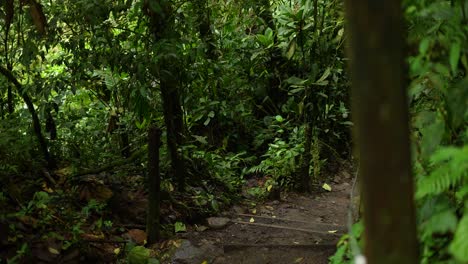 sendero entre árboles en la selva dentro de la montaña