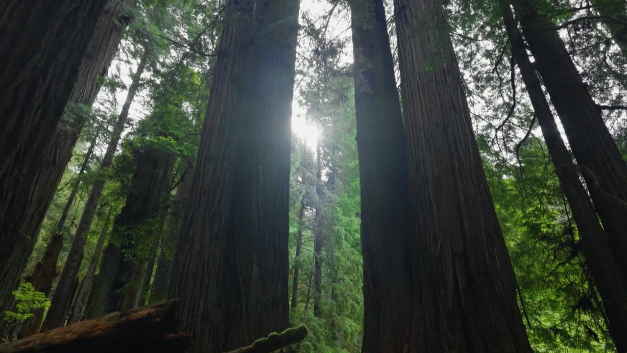 Vista dal suolo della foresta di sequoie e poi un movimento di tilt rivela enormi sequoie antiche e la loro chioma in una luce maestosa