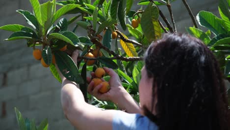 young farmer woman harvesting fruit of loquat from tree.