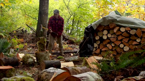 chopping firewood in a rainforest in bc with an axe