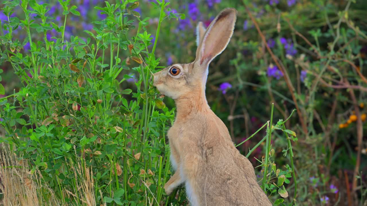 Cape hare (Lepus capensis), also called the brown hare and the desert hare eating alfalfa grass.