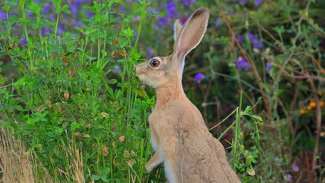 cape hare (lepus capensis), also called the brown hare and the desert hare eating alfalfa grass.