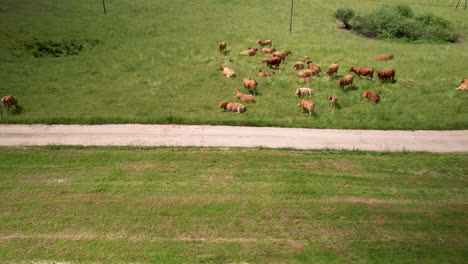 cows herd on a meadow