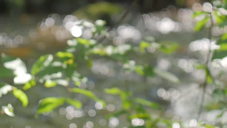 bengalas de bokeh en un fondo de bosque borroso y corriente de agua