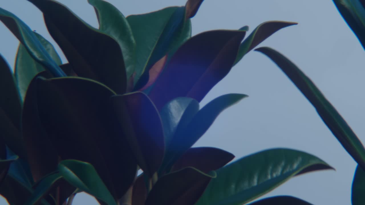 primer plano de las hojas verdes exuberantes