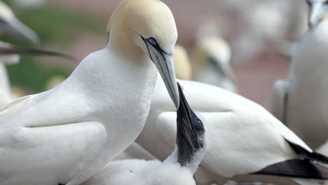 Experience-the-enchanting-world-of-Northern-Gannet-birds-as-they-exhibit-their-natural-behavior-in-stunning-4K-slow-motion