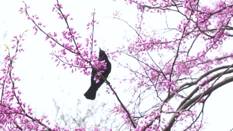 A-red-winged-blackbird-sits-perched-in-a-beautiful,-blossoming-redbud-tree-on-an-overcast,-spring-day