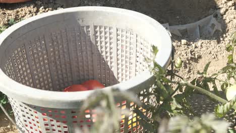 Tomatoes-Picking-Agritourism