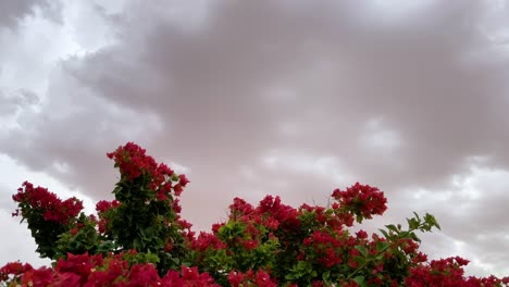 arbustos rojos se mecen en el viento bajo cielos tormentosos amenazantes