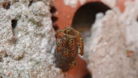 native stingless bees in flight over the entrance to the nest