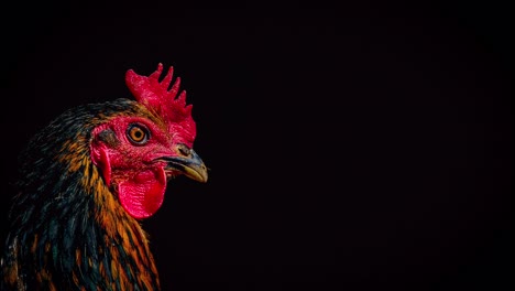 rooster with animated feathers cinemagraph