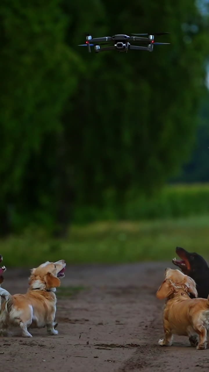 Adorable pet dogs walk. Beautiful dogs in good shape bark and jump to the drone flying over them on green nature background. Vertical video