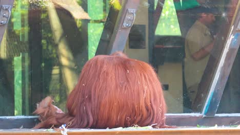 orangutan sits quietly, observing surroundings