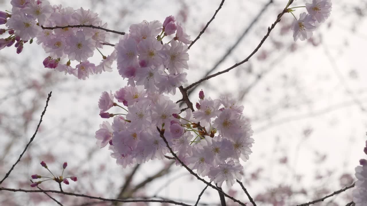 Close up of full bloom Yoshino Sakura cherry blossoms