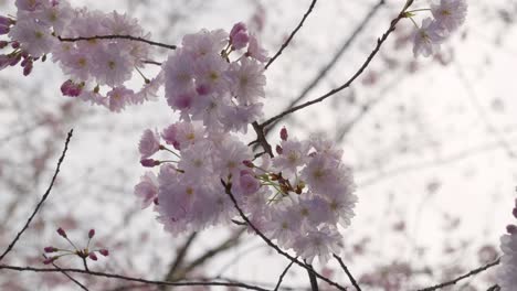 close up of full bloom yoshino sakura cherry blossoms