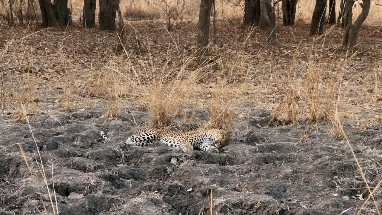 leopardo (panthera pardus) descansando en un lecho de río seco en el parque nacional de luangwa del sur. zambia.