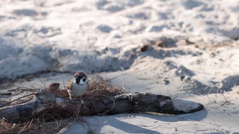 sparrow building nest with twigs on sand.