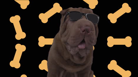 shar pei dog puppy lying down against white background