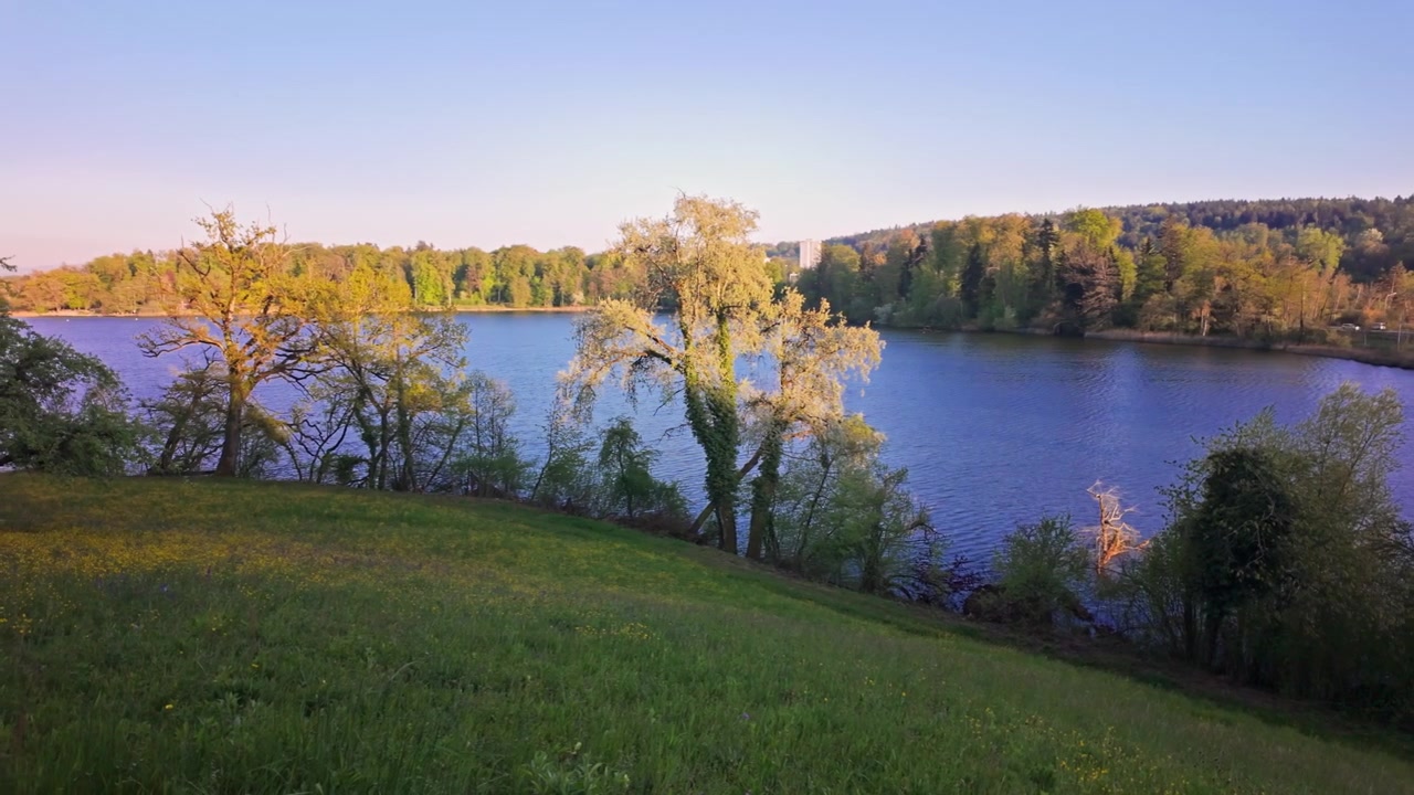 Il tranquillo lago Katzensee a Regensdorf al tramonto con un primo piano erboso e una riva alberata, luce calda e soffusa e cielo sereno. Movimento di panoramica a sinistra.