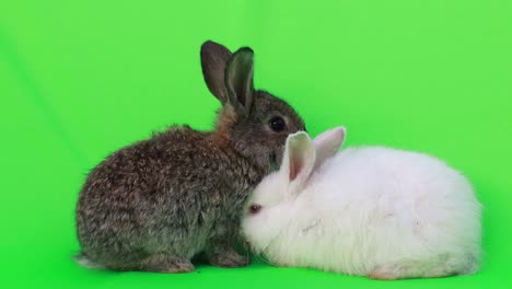 two adorable rabbits on green screen background