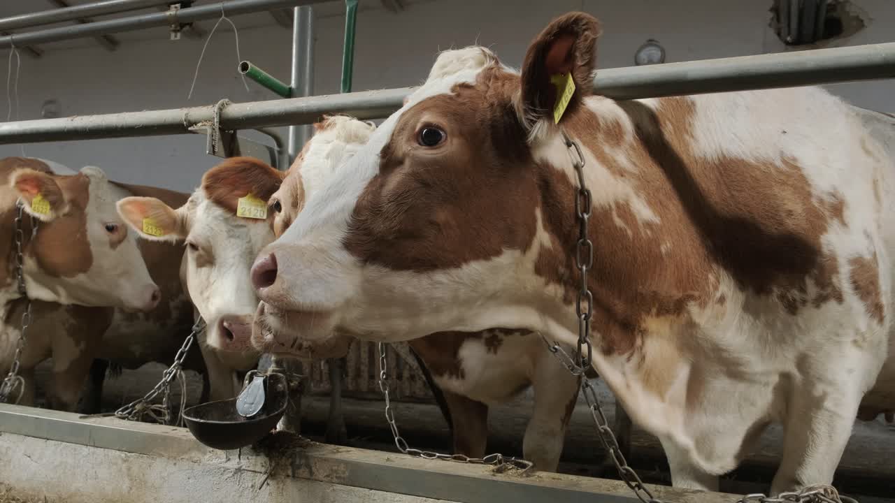 establo moderno con vacas lecheras comiendo heno