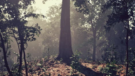 misty forest scene
