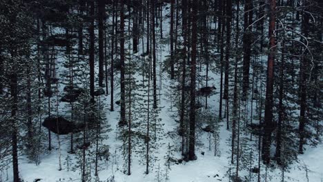 wild-reindeer-running-in-the-arctic-circle-forest-from-drone