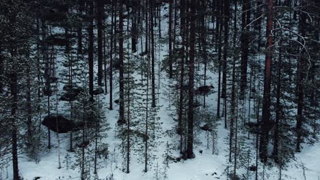 Wilde-Rentiere,-Die-Vor-Der-Drohne-Im-Wald-Des-Polarkreises-Laufen