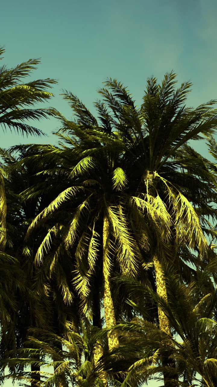 Tall palm trees under a clear sky in a tropical location during daytime
