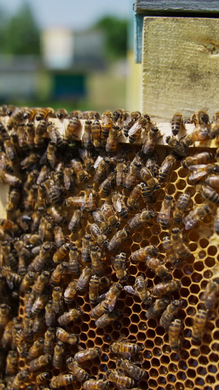 Frame of honey left at the bee hive. Brood of bees rambling over the frame. Close up. Blurred background. Vertical video