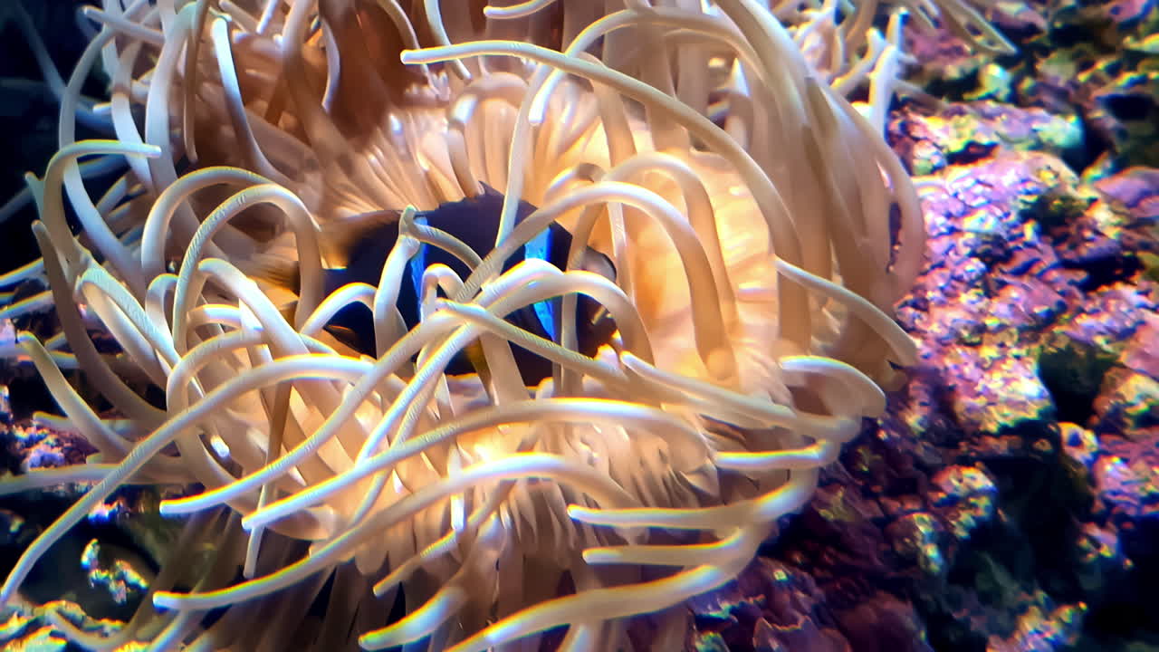 Close-up of a fish in a sea anemone