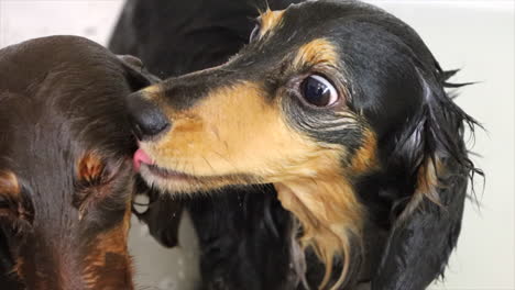 Two-wet-sausage-dogs-having-a-bath-at-home