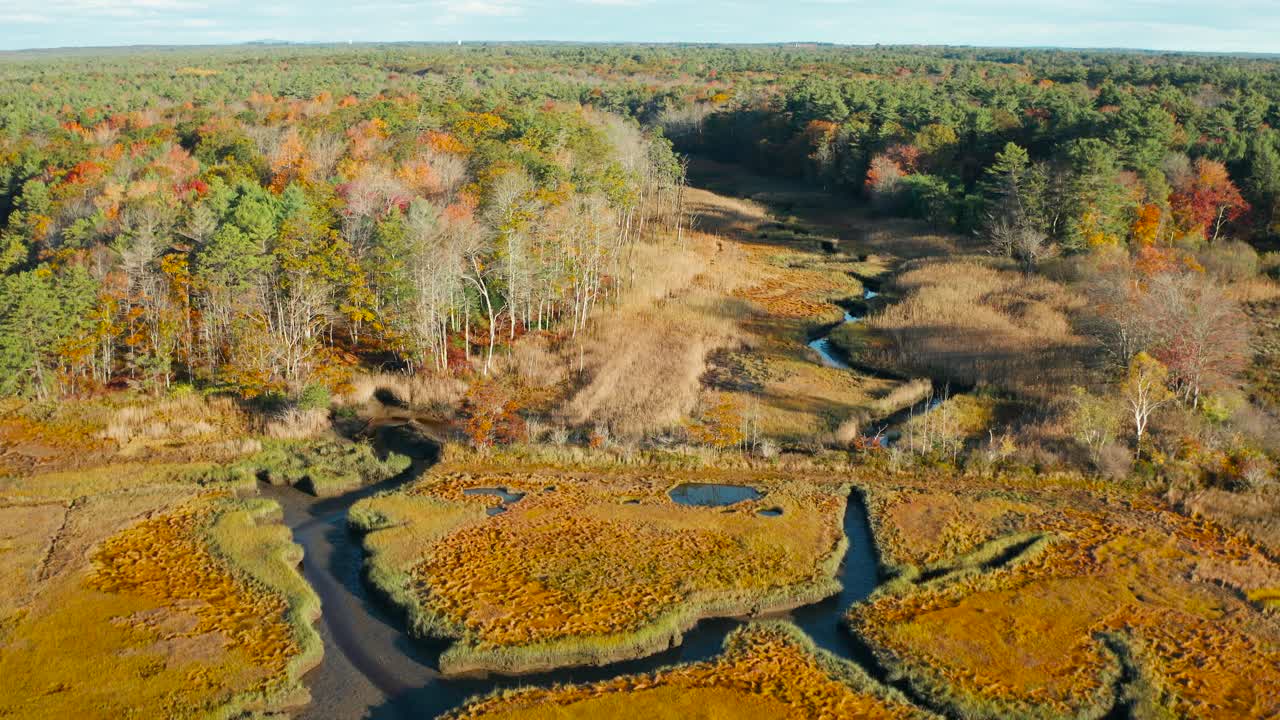 Flying above the wetlands towards the woods in Maine in Autumn
