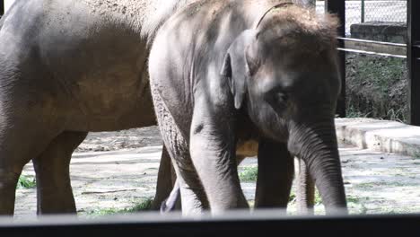 close-up shot of elephants in a zoological park eating grass