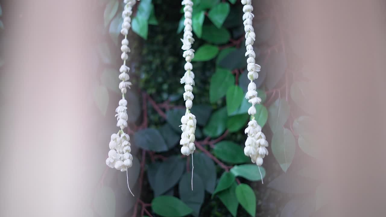 벽에 펼쳐진 녹색 잎의 배경에 자스민 꽃꽂이를 걸다