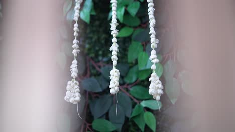 hanging jasmine flower arrangement against the background of green leaves that spread on the wall