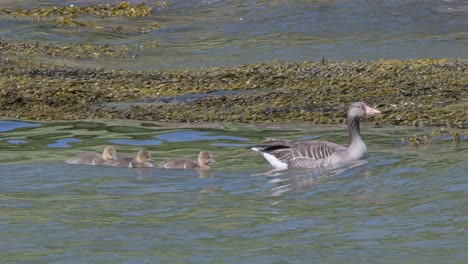 a greylag goose with its little geese swims through the rough water