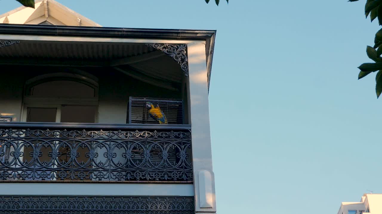 pájaro en una jaula bajo el bloqueo de covid 19