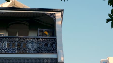 bird in a cage under covid 19 lockdown