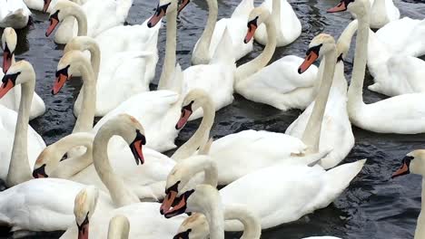 flock of mute swans in thames at walton